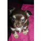 Chihuahua langhaariger Schlag Welpen - Rüde