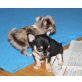 Chihuahua langhaariger Schlag Welpen - Rüde