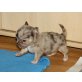 Chihuahua langhaariger Schlag Welpen - Rüde