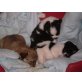 Chihuahua langhaariger Schlag Welpen - Rüde