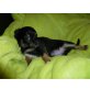Chihuahua langhaariger Schlag Welpen - Rüde