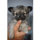 Chihuahua langhaariger Schlag Welpen - Rüde