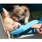 Chihuahua langhaariger Schlag Welpen - Rüde