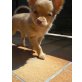 Chihuahua langhaariger Schlag Welpen - Rüde