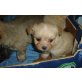 Chihuahua mix Babys Welpen - Hündin