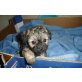 Chihuahua mix Babys Welpen - Rüde