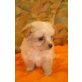 Chihuahua mix Welpen - Hündin