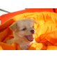 Chihuahua mixx babys Welpen - Hündin