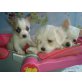 Chihuahua und Malteser Welpen , Chihuahua kurzhaariger Schlag - Rüde