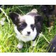 Chihuahuabuben suchen Zuhause, Chihuahua langhaariger Schlag - Rüde