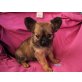 Chihuahuas, Chihuahua langhaariger Schlag - Hündin