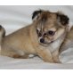 Chihuahuas of My Doggies, Chihuahua langhaariger Schlag Welpen - Hündin
