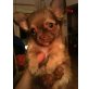 Chihuahuawelpen  CARAMELLO, Chihuahua langhaariger Schlag Welpen - Rüde