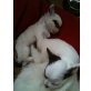 Chihuahuawelpen COCO u CHANEL, Chihuahua langhaariger Schlag Welpen - Hündin
