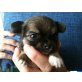 Chihuahuawelpen camillo und caramello, Chihuahua langhaariger Schlag Welpen - Rüde