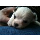 Chihuahuawelpen coco und chanel , Chihuahua langhaariger Schlag Welpen - Hündin