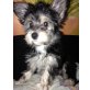 Chihuhahua(Chinese Crested - Rüde