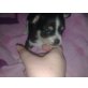 Chihuwawa mix - Hündin