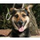 Chik, Schäferhund-Dackel-Mix - Hündin