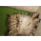 Chika, Perser Gold - Kater