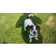 Chikko, Jack-Russell-Terrier - Rüde
