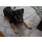 Chiko, verspielter Hundejunge, Schäferhund Mischling - Rüde
