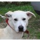 Chile, Labrador Mix - Rüde