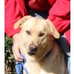 Chile, Labrador Retriever - Rüde