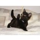 Chili, Europäische Kurzhaarkatze - Katze