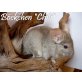 Chili, Langschwanzchinchilla - männlich