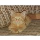 Chili und Fiete, Hauskatze - Kater