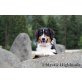 Chilli, Australian Shepherd Dog Welpen - Rüde