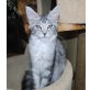 Chilli,Django,Danilo,Elara,Enjo,Fanjo,Gino, Maine Coon - Kater
