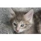 Chilli, Norwegische Waldkatze - Katze