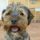 Chimo,kleiner wuscheliger Kerl, evtl. Terriermischling - Rüde