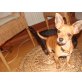 Chin, Chihuahua kurzhaariger Schlag - Rüde