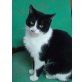 China, Europäische Kurzhaarkatze - Katze
