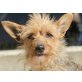 China, liebe Yorkie Mix - Hündin