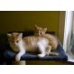 China und Chica, EKH - Katze
