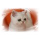 Chinchilla Exotic Shorthair - Perser Kurzhaar, Exotisch Kurzhaar - Katze