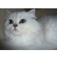 Chinchilla Kater Joy, Perser - Kater