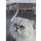 Chinchilla Kater, Perser - Kater