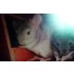 Chinchilla-Pärchen, Kurzschwanzchinchilla - weiblich
