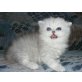 Chinchilla Perser Caruso, Perser - Kater