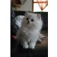 Chinchilla-Perser - Kater