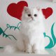 Chinchilla-Perser - Kater