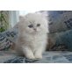 Chinchilla Perser Kater, Perser - Kater