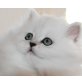 Chinchilla-Perser - Katze