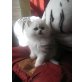 Chinchilla-Perser - Katze
