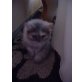Chinchilla-Perser - Katze